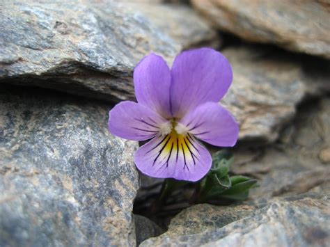 fotos con flores en la cara|Violeta de Sierra Nevada, joyas nevadenses .